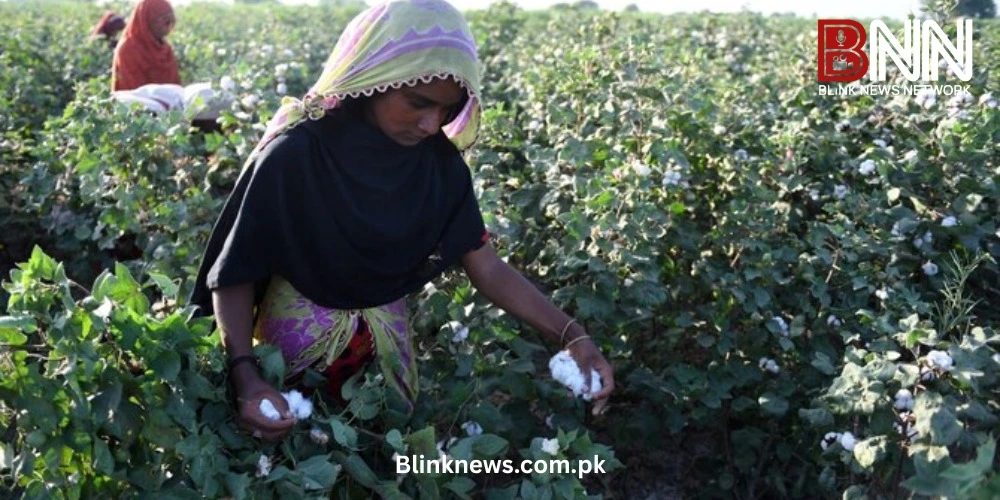 Pakistan Cotton Prices Surge to Record High Amid Supply Shortages