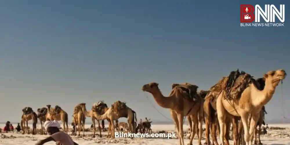 africa camels dying from extreme heat as temperatures soar