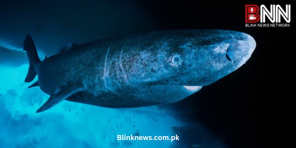 shark that lives 400 years may hold secrets to human longevity