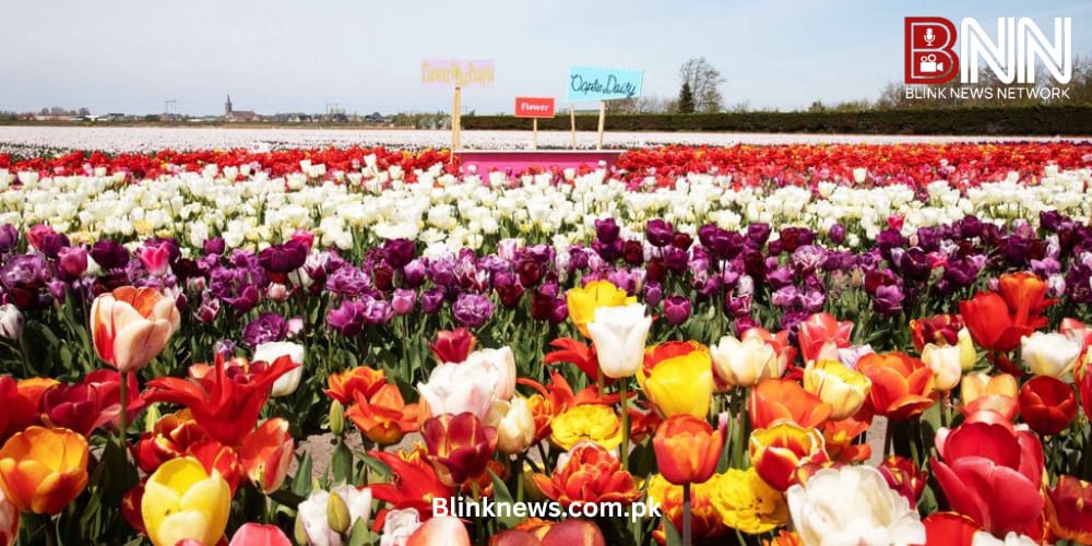 where to see spring tulips in the netherlands